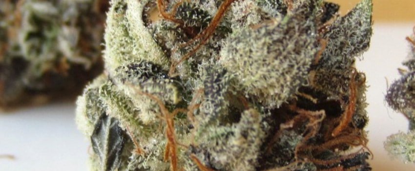 Blueberry Skunk Effects