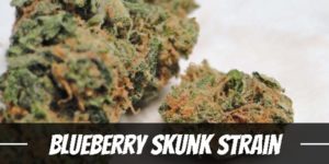 Blueberry Skunk Strain