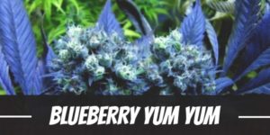 Blueberry Yum Yum