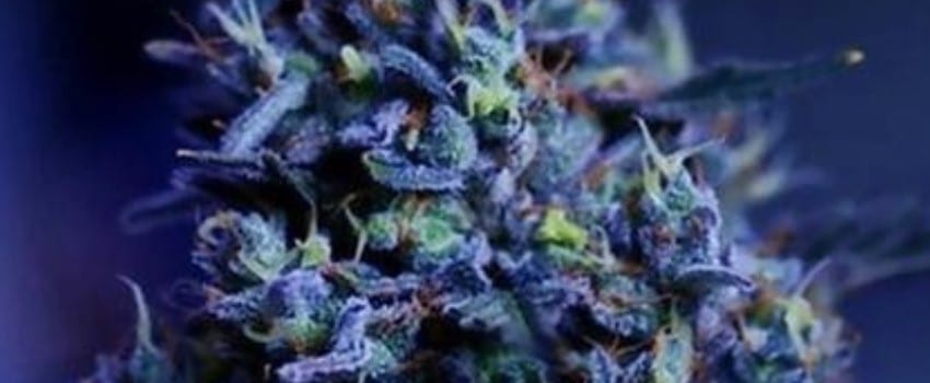 Blueberry Yum Yum Effects
