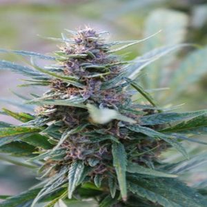 Blueberry plant features
