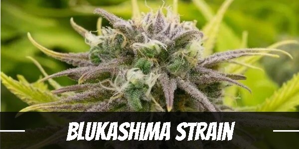 Blukashima marijuana strain