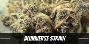 Bluniverse Strain