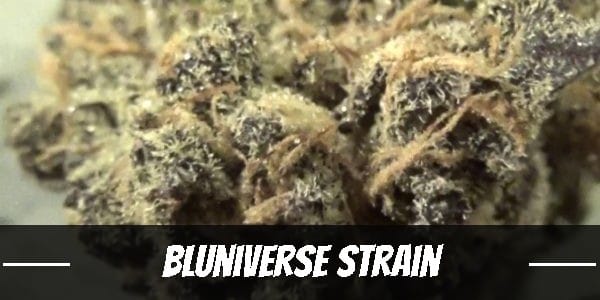 Bluniverse Strain