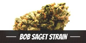 Bob Saget Strain