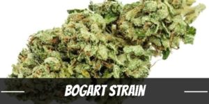 Bogart marijuana strain