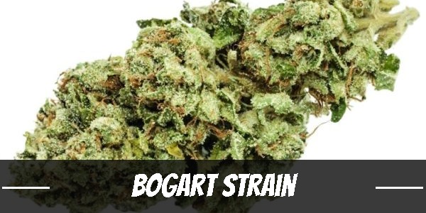 Bogart marijuana strain