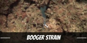 Booger Marijuana Strain