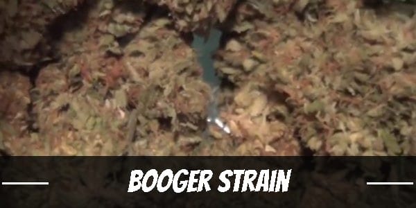 Booger Marijuana Strain