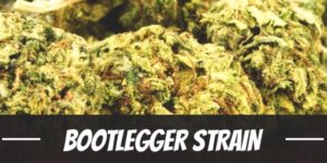 Bootlegger Strain