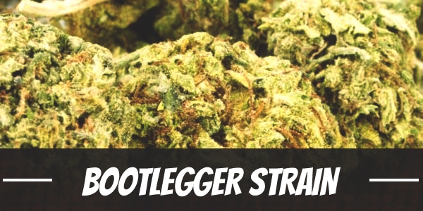 Bootlegger Strain