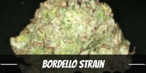 Bordello marijuana strain
