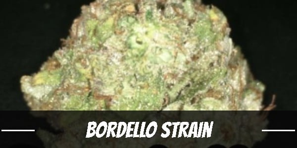 Bordello marijuana strain