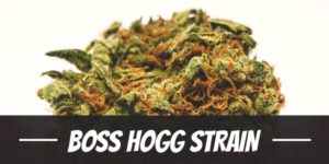 Boss Hogg Strain