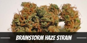 Brainstorm Haze Cannabis Strain