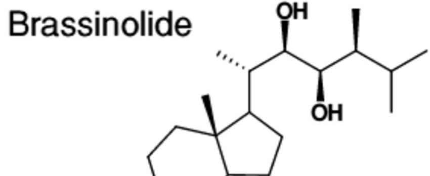 Brassinolide