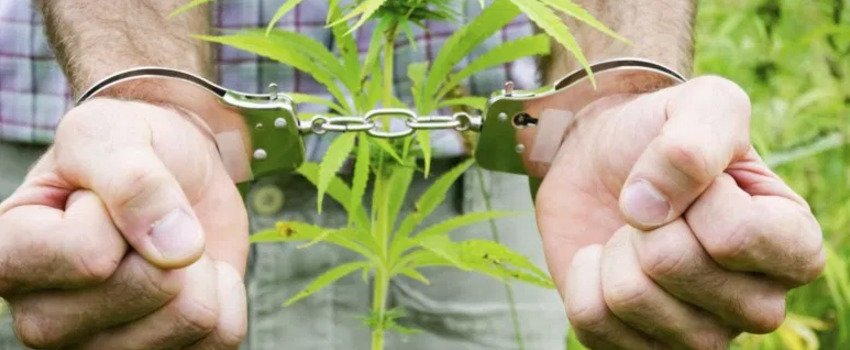 Breaking_Marijuana_Law