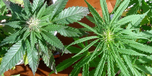 Breeding the ruderalis plant to grow hybrids