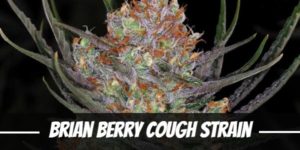 Brian Berry Cough Strain