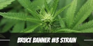 Bruce Banner #3 Strain