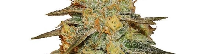 Bruce Banner Strain