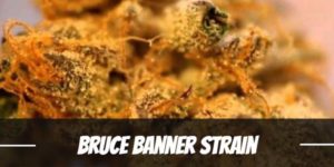 Bruce Banner Strain