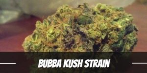 Bubba Kush Strain