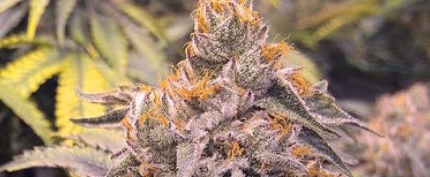 Bubba’s Gift Adverse Reaction