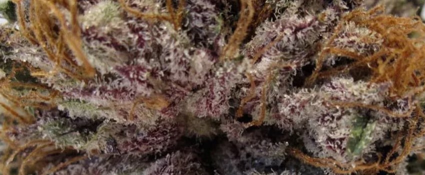 Bubba’s Gift Medical