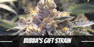Bubba’s Gift Strain