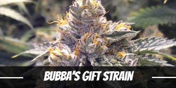 Bubba’s Gift Strain