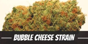 Bubble Cheese Strain