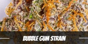 Bubble Gum Strain