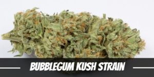 Bubblegum Kush Strain