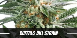 Buffalo Bill Cannabis Strain