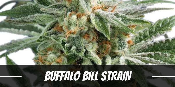 Buffalo Bill Cannabis Strain