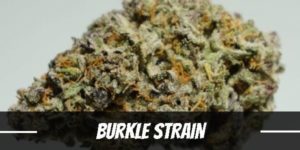 Burkle marijuana strain
