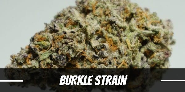 Burkle marijuana strain