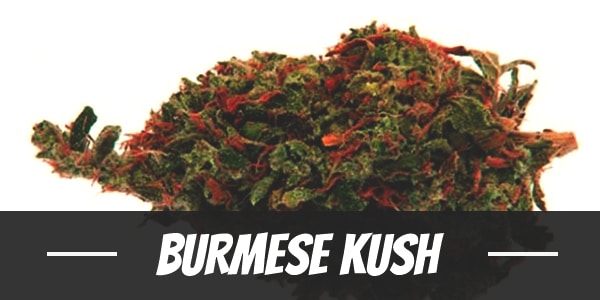 Burmese Kush