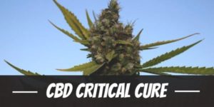 CBD Critical Cure