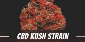 CBD Kush Strain