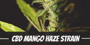 CBD Mango Haze Strain