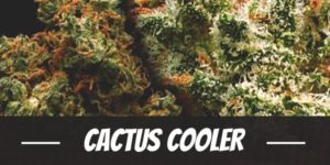 Cactus Cooler