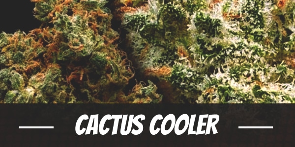 Cactus Cooler