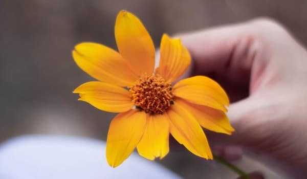 Calendula