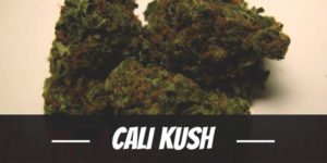 Cali Kush