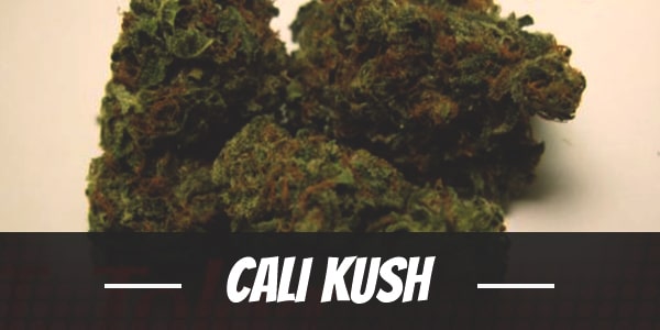 Cali Kush