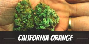 California Orange