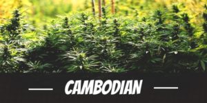 Cambodian