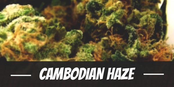 Cambodian Haze